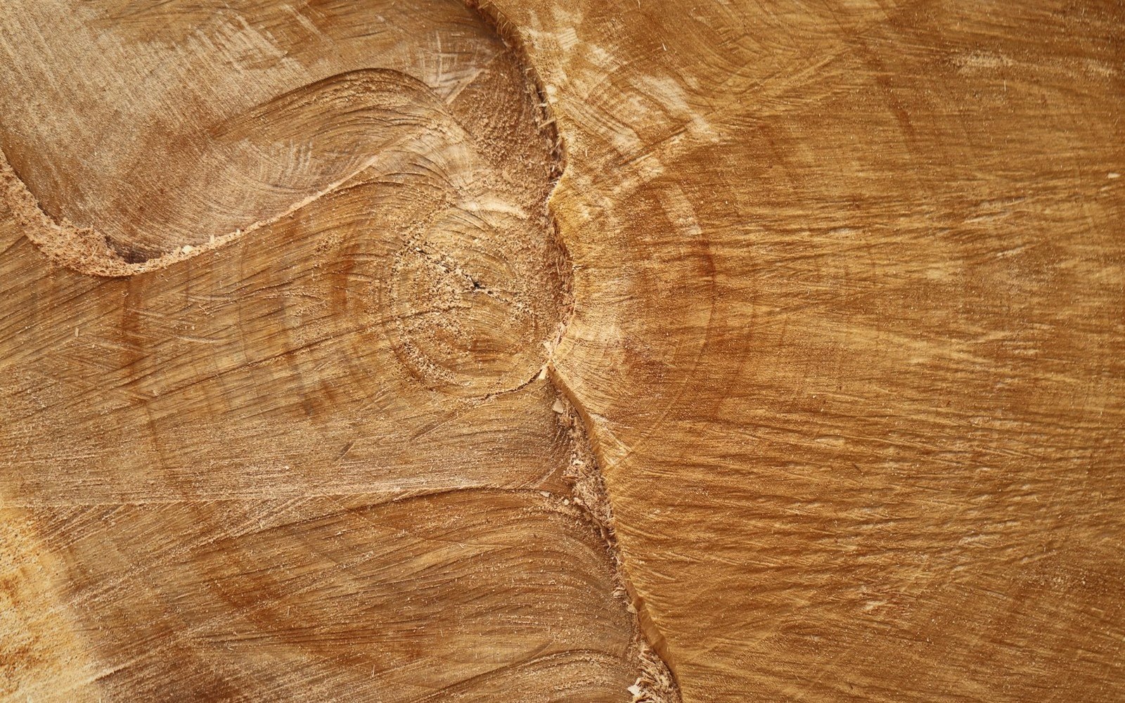 Close-up of a tree stump showing concentric growth rings and grain texture